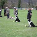 Photos du concours d'obéissance du 21 février 2016