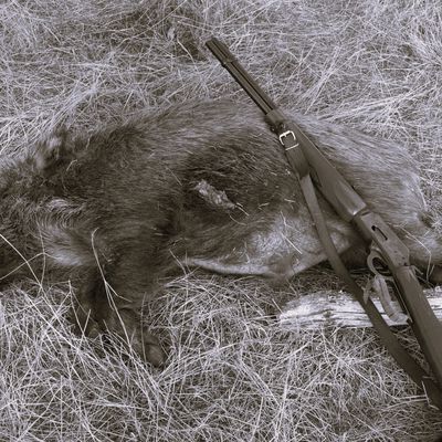 Sanglier : ce qui dicte le calibre