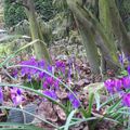 Premières fleurs