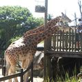 taronga zoo- girafes