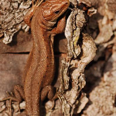 Un lézard