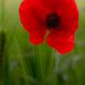 fleurs du jour