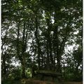 Menhir et Dolmen