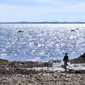 Golfe du Morbihan VIII la pointe du Bill comme les plages de notre enfance