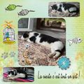 La sieste de Minette