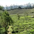Voyage au Sri Lanka - randonnée à travers les plantations de thé en direction Nanu Oya