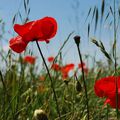 Du rouge dans le ciel