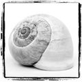 B&W snail