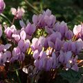 Cyclamen