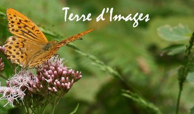 Terre d'images