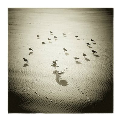 Mouettes à Sableville