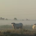 ... vaches dans la brume...