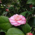 Contons fleurettes