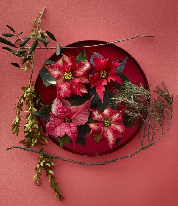 Le 12 décembre est la journée du poinsettia ?
