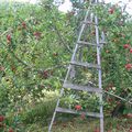 Les pommes annoncent l'automne...