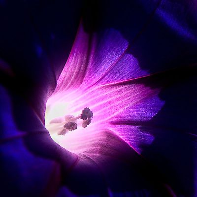 Au cœur du Volubilis