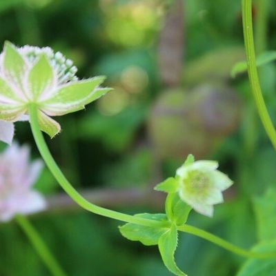 Invitation au jardin #5