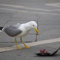 Destin d'un pigeon sur la piazza San Marco