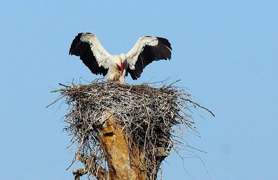 cigogne