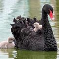 Black Swan The Black Swan is a species of swan