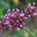 Verbena bonariensis (2)