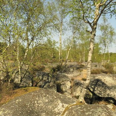 en ILE de FRANCE  - FORET de FONTAINEBLEAU