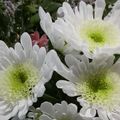 LE BOUQUET DU VENDREDI...