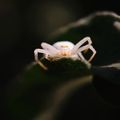 THOMISE(araignée crabe)