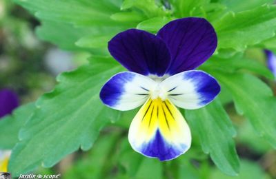 Viola tricolor, l'ancêtre des pensées cultivées