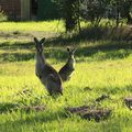 Nos premiers kangourous