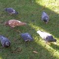 Les pigeons en ville