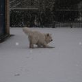 Daikou in the snow