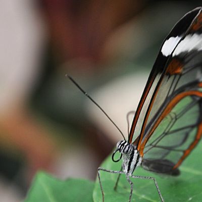 Un jardin tropical où virevoltent de beaux papillons