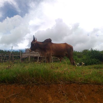 Super zébu, richesse des malgaches, à Ambalavao