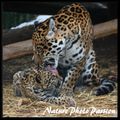 Bébé jaguar