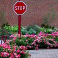 FLEURISSEMENT : UN NOUVEAU MASSIF ROSE ET BLANC PLACE ROUSSEAU.