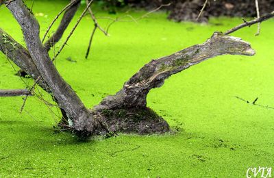 La mare aux sangliers sous différentes lumières et les souilles de sangliers