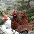 Les trois poules