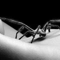 "Je ne peux pas, dit l'araignée : j'épigyne ". Sur l'exosquelette devant le sillon épigastrique entre les plaques épigastro.