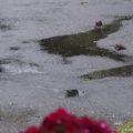 Après l'orage