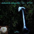 DELICATULA