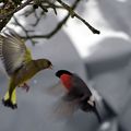 Dans mon jardin et les alentours