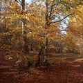 Près du Roc de Campuels