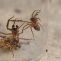 Une araignée forestière : Amaurobius fenestralis