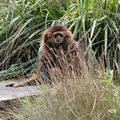 PARC ANIMALIER DE THOIRY : un singe en planque !