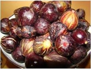 La figue de Solliès. Culture majeure. En 1853.