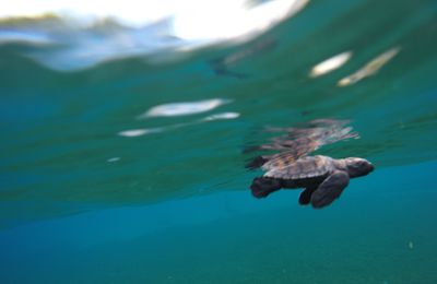 Baignade avec la Tortue verte en Martinique