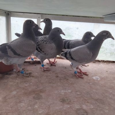 la nouvelle génération et retour sur 2016 et notre victoire en coupe d'Europe.