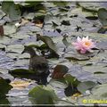 Qu'ai-je vu hier au Parc Floral ?