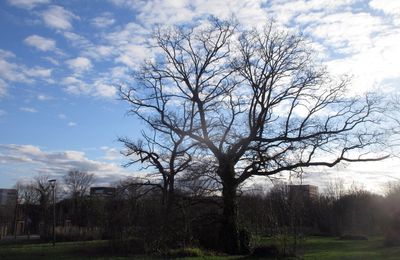 Les Arbres de Cleunay à Rennes le 13 février 2023 (2)